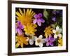 Mixed Spring Flowers Including Meadow Saxafrage and Celandine-Brian Lightfoot-Framed Photographic Print