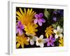 Mixed Spring Flowers Including Meadow Saxafrage and Celandine-Brian Lightfoot-Framed Photographic Print