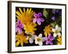 Mixed Spring Flowers Including Meadow Saxafrage and Celandine-Brian Lightfoot-Framed Photographic Print