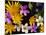 Mixed Spring Flowers Including Meadow Saxafrage and Celandine-Brian Lightfoot-Mounted Photographic Print