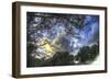 Mixed Tree and Sky-Robert Goldwitz-Framed Giclee Print