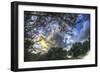 Mixed Tree and Sky-Robert Goldwitz-Framed Giclee Print