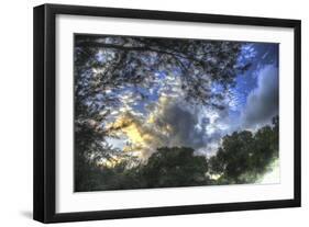 Mixed Tree and Sky-Robert Goldwitz-Framed Giclee Print