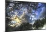 Mixed Tree and Sky-Robert Goldwitz-Mounted Giclee Print