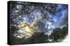 Mixed Tree and Sky-Robert Goldwitz-Stretched Canvas