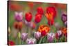 Mixed Tulips-Ivonnewierink-Stretched Canvas