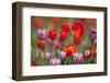 Mixed Tulips-Ivonnewierink-Framed Photographic Print