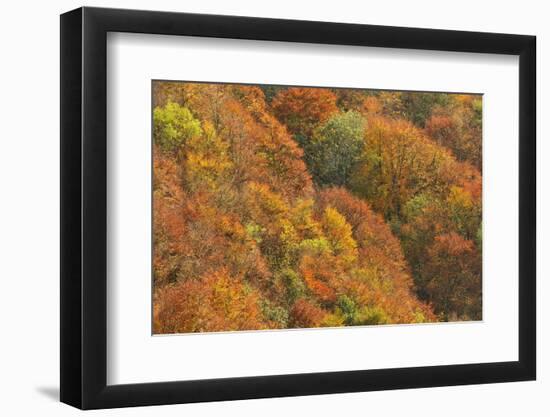 Mixed Woodland of Ash Alder, Oak Beech in Autumn Colours. Kinnoull Hill Woodland Park, Scotland-Fergus Gill-Framed Photographic Print