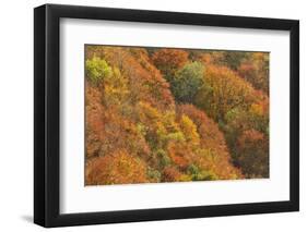 Mixed Woodland of Ash Alder, Oak Beech in Autumn Colours. Kinnoull Hill Woodland Park, Scotland-Fergus Gill-Framed Photographic Print