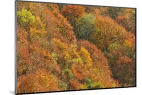 Mixed Woodland of Ash Alder, Oak Beech in Autumn Colours. Kinnoull Hill Woodland Park, Scotland-Fergus Gill-Mounted Photographic Print