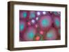 Mixed Zoanthid and Palythoa-harmonia101-Framed Photographic Print