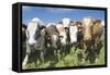 Mixes Herd of Cows at Fence-null-Framed Stretched Canvas