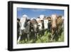 Mixes Herd of Cows at Fence-null-Framed Photographic Print