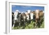 Mixes Herd of Cows at Fence-null-Framed Photographic Print