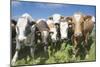 Mixes Herd of Cows at Fence-null-Mounted Photographic Print