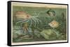 Mixture of Fish Octopus Crabs Sea Horses and Shellfish on the Sea Bed-null-Framed Stretched Canvas