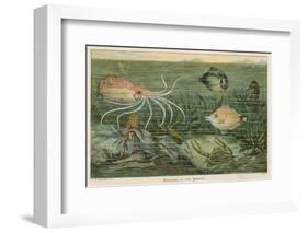 Mixture of Fish Octopus Crabs Sea Horses and Shellfish on the Sea Bed-null-Framed Photographic Print