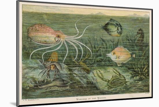 Mixture of Fish Octopus Crabs Sea Horses and Shellfish on the Sea Bed-null-Mounted Photographic Print