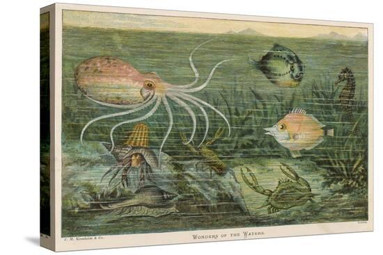 Stretched Canvas Print, , large