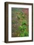 Mixture of flowers, ferns and grasses, Dolason Prairie, Redwood National Park, California-Adam Jones-Framed Photographic Print