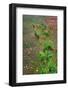 Mixture of flowers, ferns and grasses, Dolason Prairie, Redwood National Park, California-Adam Jones-Framed Photographic Print