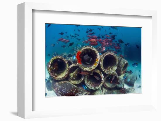 Mixture of Soldierfish (Myripristis) over Cement Pipes in Artifical Reef, Mabul, Malaysia-Georgette Douwma-Framed Photographic Print