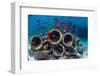 Mixture of Soldierfish (Myripristis) over Cement Pipes in Artifical Reef, Mabul, Malaysia-Georgette Douwma-Framed Photographic Print