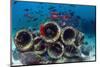 Mixture of Soldierfish (Myripristis) over Cement Pipes in Artifical Reef, Mabul, Malaysia-Georgette Douwma-Mounted Photographic Print