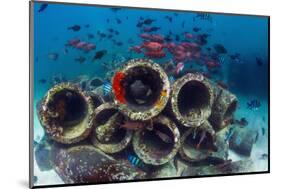 Mixture of Soldierfish (Myripristis) over Cement Pipes in Artifical Reef, Mabul, Malaysia-Georgette Douwma-Mounted Photographic Print