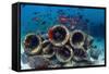 Mixture of Soldierfish (Myripristis) over Cement Pipes in Artifical Reef, Mabul, Malaysia-Georgette Douwma-Framed Stretched Canvas