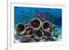 Mixture of Soldierfish (Myripristis) over Cement Pipes in Artifical Reef, Mabul, Malaysia-Georgette Douwma-Framed Photographic Print