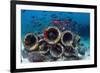 Mixture of Soldierfish (Myripristis) over Cement Pipes in Artifical Reef, Mabul, Malaysia-Georgette Douwma-Framed Photographic Print