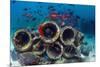 Mixture of Soldierfish (Myripristis) over Cement Pipes in Artifical Reef, Mabul, Malaysia-Georgette Douwma-Mounted Photographic Print