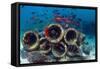 Mixture of Soldierfish (Myripristis) over Cement Pipes in Artifical Reef, Mabul, Malaysia-Georgette Douwma-Framed Stretched Canvas