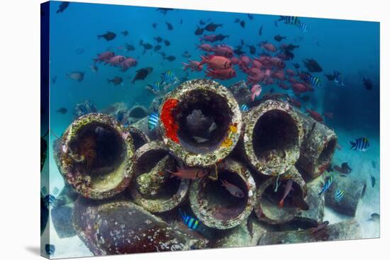 Mixture of Soldierfish (Myripristis) over Cement Pipes in Artifical Reef, Mabul, Malaysia-Georgette Douwma-Stretched Canvas