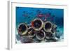 Mixture of Soldierfish (Myripristis) over Cement Pipes in Artifical Reef, Mabul, Malaysia-Georgette Douwma-Framed Photographic Print