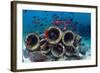 Mixture of Soldierfish (Myripristis) over Cement Pipes in Artifical Reef, Mabul, Malaysia-Georgette Douwma-Framed Photographic Print