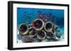 Mixture of Soldierfish (Myripristis) over Cement Pipes in Artifical Reef, Mabul, Malaysia-Georgette Douwma-Framed Photographic Print