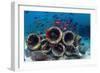 Mixture of Soldierfish (Myripristis) over Cement Pipes in Artifical Reef, Mabul, Malaysia-Georgette Douwma-Framed Photographic Print