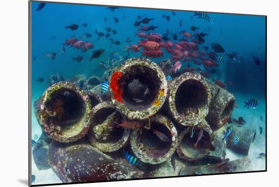 Mixture of Soldierfish (Myripristis) over Cement Pipes in Artifical Reef, Mabul, Malaysia-Georgette Douwma-Mounted Photographic Print