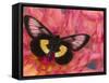 Miyana Meyeri Butterfly on Flowers-Darrell Gulin-Framed Stretched Canvas