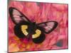 Miyana Meyeri Butterfly on Flowers-Darrell Gulin-Mounted Photographic Print