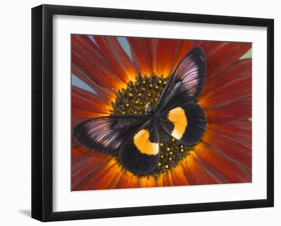 Miyana Meyeri Butterfly on Flowers-Darrell Gulin-Framed Photographic Print