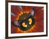 Miyana Meyeri Butterfly on Flowers-Darrell Gulin-Framed Photographic Print