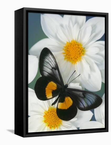 Miyana Meyeri Butterfly on Flowers-Darrell Gulin-Framed Stretched Canvas