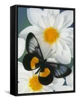 Miyana Meyeri Butterfly on Flowers-Darrell Gulin-Framed Stretched Canvas