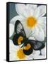 Miyana Meyeri Butterfly on Flowers-Darrell Gulin-Framed Stretched Canvas