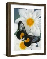 Miyana Meyeri Butterfly on Flowers-Darrell Gulin-Framed Photographic Print