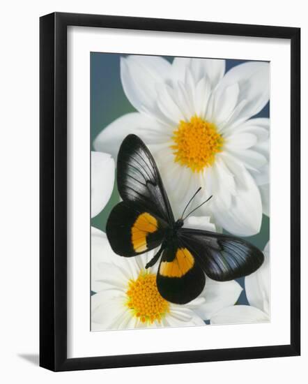 Miyana Meyeri Butterfly on Flowers-Darrell Gulin-Framed Photographic Print