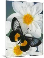 Miyana Meyeri Butterfly on Flowers-Darrell Gulin-Mounted Photographic Print